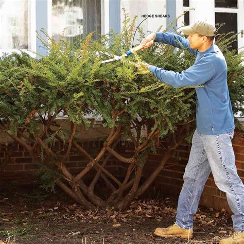 Bush Pruning Tips for Healthier Bushes | The Family Handyman