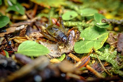 Macro Cricket Natural Habitat Stock Photo - Image of leaves, plagues ...