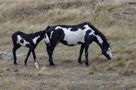 Piebald Horse