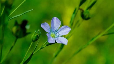 Premium Photo | Beautiful grains flower flower of alsi tree flower of ...