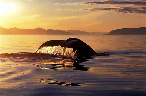 Top Whale Watching Tours in Hawaii - Hawaii Travel Guide