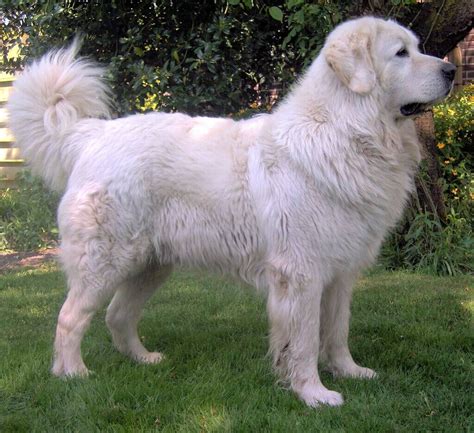 30+ Large White Dog Breeds: Find a Perfect Big White Fluffy Dog | White ...