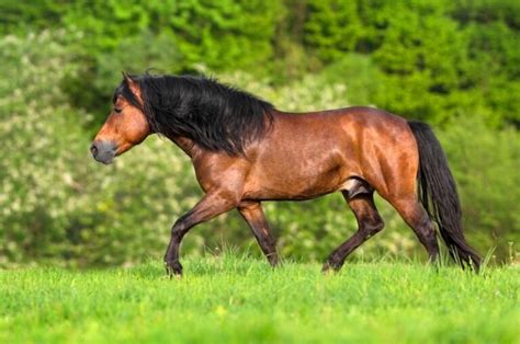 Brown Horse Breeds: 10 Horse Breeds With Brown Coats