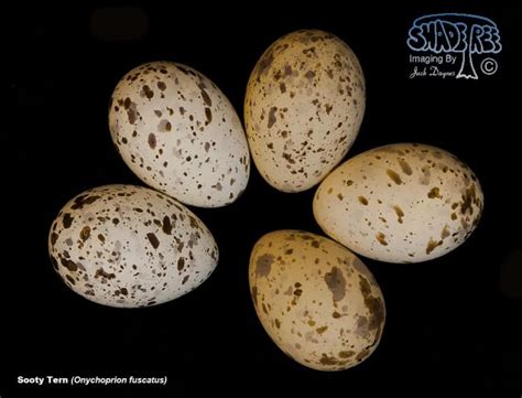 Tern Eggs | shadeTreeImaging