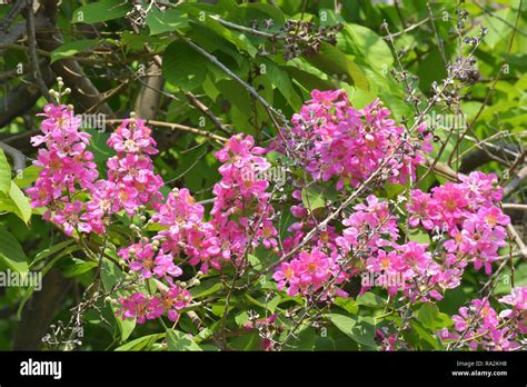 Pride of India tree, inthanin flower or Lagerstroemia flower in ...