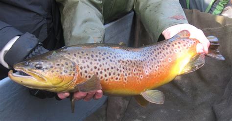 Sustainable Fish Farming: Brown Trout Spawning