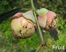 Naa Tree-Mesua ferrea | Herbal plants Sri Lanka