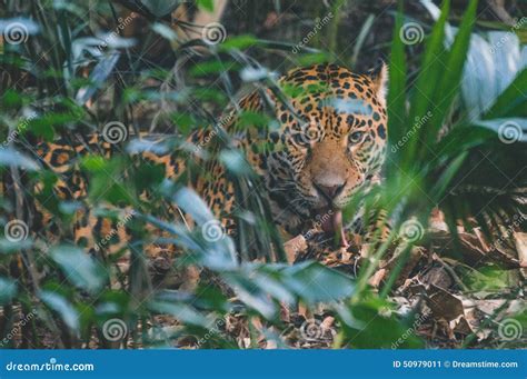 Jaguar and prey stock image. Image of care, love, jaguar - 50979011