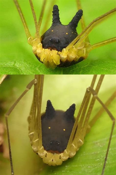 two pictures of an insect with yellow and black markings