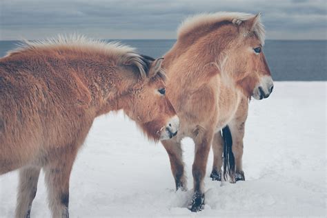 Wild Horses Photography13 – Fubiz Media