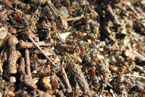 Ant colony stock photo. Image of helping, colony, anthills - 30506220