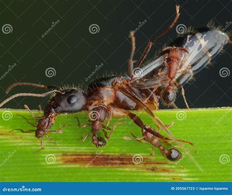 The Ants War stock image. Image of attack, ants, insect - 205567723