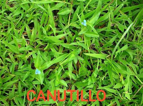 Canutillo | Beautiful nature wallpaper, Herbs, Nature wallpaper