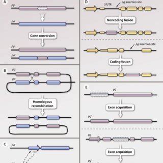 Types of pseudogenes. (A) Nonprocessed pseudogenes derive from gene... | Download Scientific Diagram