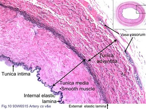 Arteries And Veins Histology