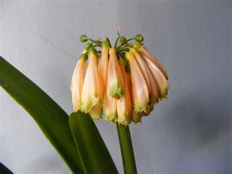 Clivia Nobilis