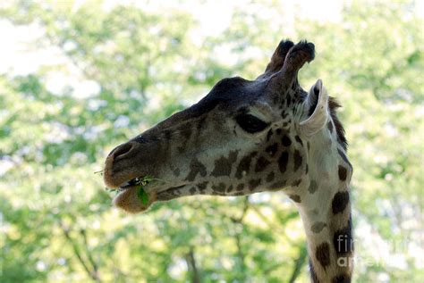 Giraffe Eating Photograph by DejaVu Designs - Fine Art America