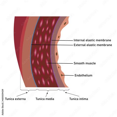 The structure of an artery wall. Tunica externa, tunica media and ...