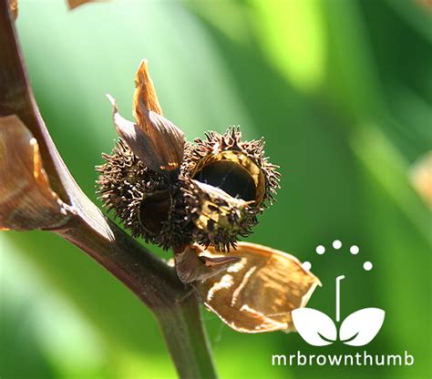 How to Collect Canna Seeds : MrBrownThumb