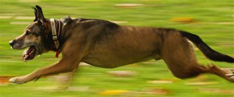 The 10 Fastest Dog Breeds in the World - Petsoid