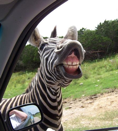 Funny Zebra Quotes. QuotesGram