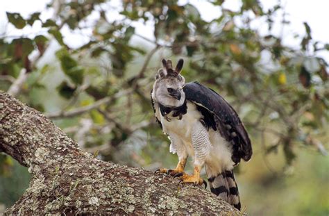 How Harpy Eagles Are Designed to Kill | Audubon