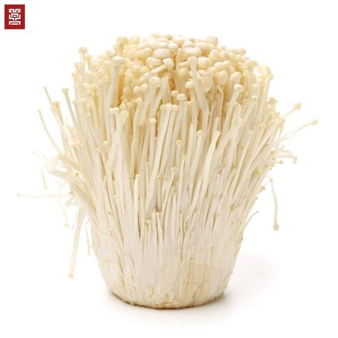 Enoki Mushrooms (Fresh or Dried) | Maya Mushrooms