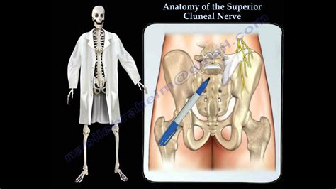 Anatomy Of The Superior Cluneal Nerve - Everything You Need To Know - Dr. Nabil Ebraheim - YouTube