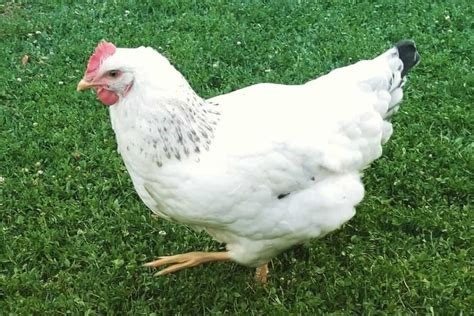 Delaware Chicken: Appearance, Temperament, Eggs and Raising Tips