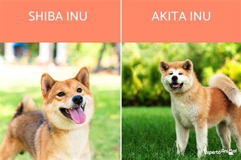 DIFERENCIAS entre SHIBA INU y AKITA INU