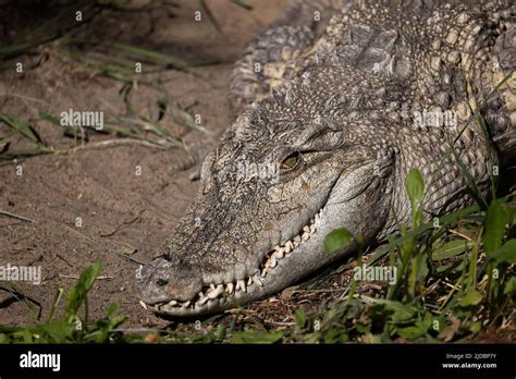 The Siamese crocodile (Crocodylus siamensis) head, freshwater crocodile ...