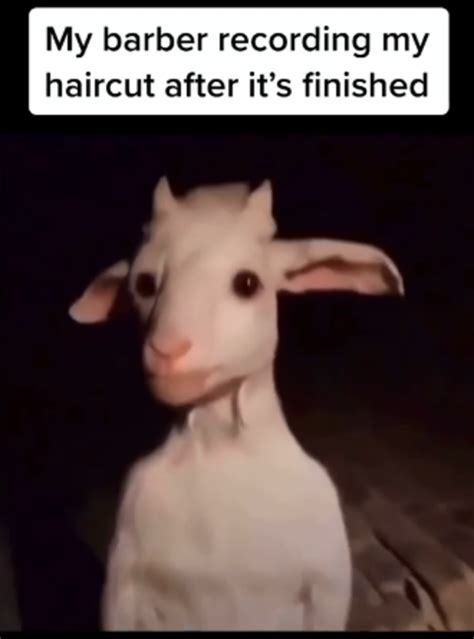 Standing Goat Barber Meme | Standing Goat | Know Your Meme