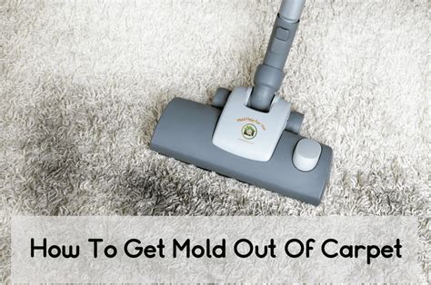 How To Get Mold Out Of Carpet | Mold Help For You