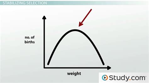 Natural Selection | Types, Diagram & Examples - Video & Lesson ...