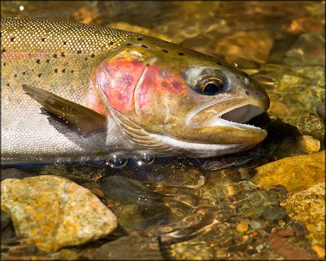 Rainbow trout spawning | Flickr - Photo Sharing!