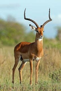 African Antelopes - Wildlife Facts