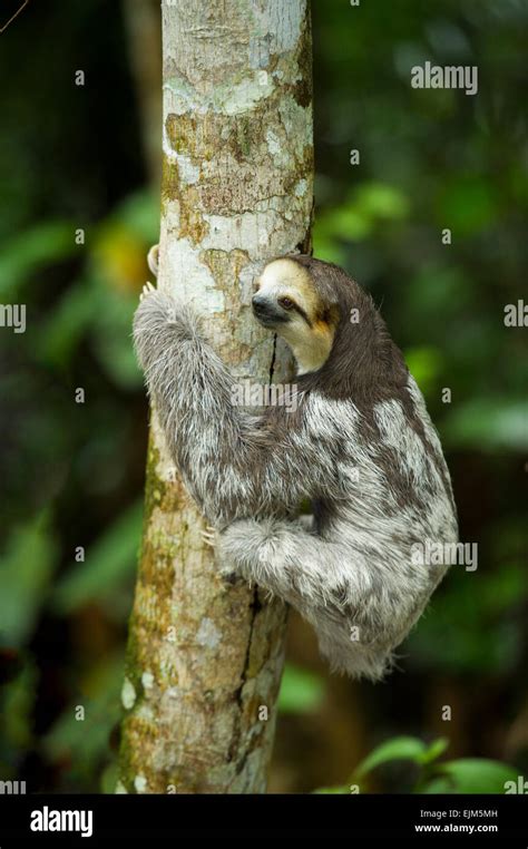 Pale throated sloth hi-res stock photography and images - Alamy