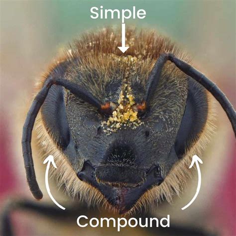 How Honey Bee Eyes Work - Carolina Honeybees