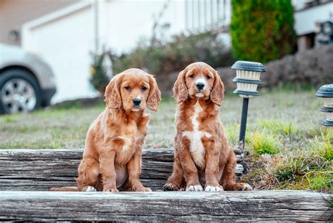 Adopt Mini Golden Retriever Puppies | Golden Cavalier Breeders