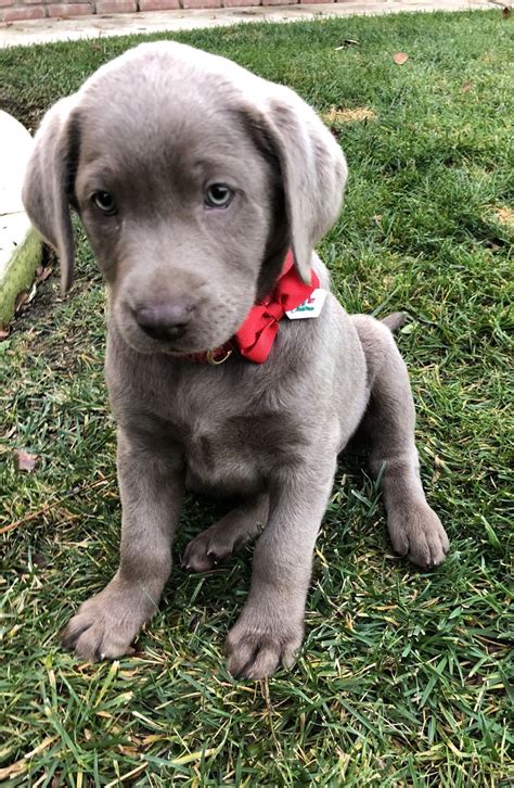 Silver Labrador Retriever, Silver Lab Puppy, female ~ "Misty" #puppy # ...