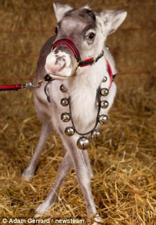 Baby reindeer whose antlers didn't grow in time for Christmas is given ...