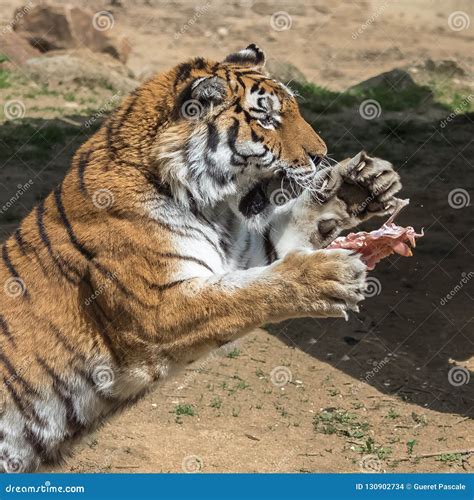 Siberian tiger stock photo. Image of claws, angry, bengal - 130902734