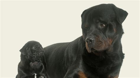 The Black Rottweiler: Does It Exist & Can You Get One? – PawSafe