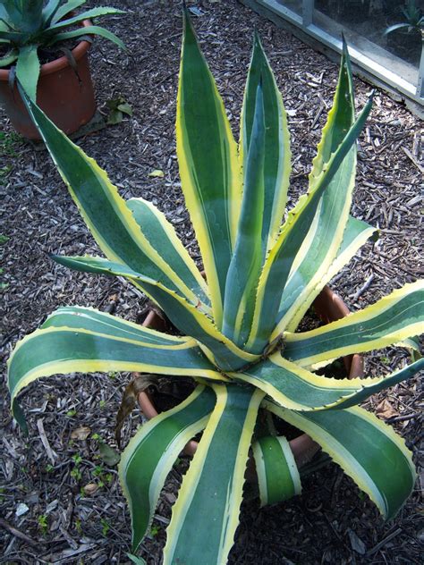 Agave americana (American Aloe, American Century Plant, Century Plant ...