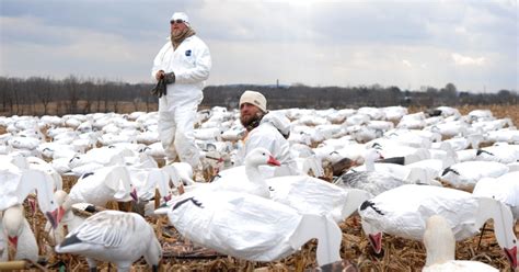 Snow goose hunting: Tips for staying hidden | Grand View Outdoors