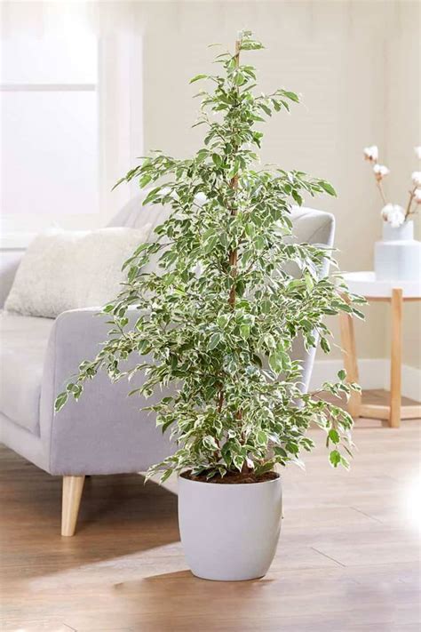 Indoor Plants Ficus