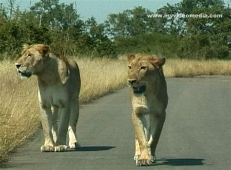 Lions in Kruger National Park - South Africa - Travel Video Blog