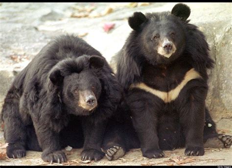 South Korea's Black Bears | Land Creatures | Pinterest