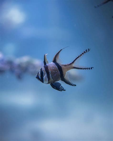 Red Fish · Free Stock Photo