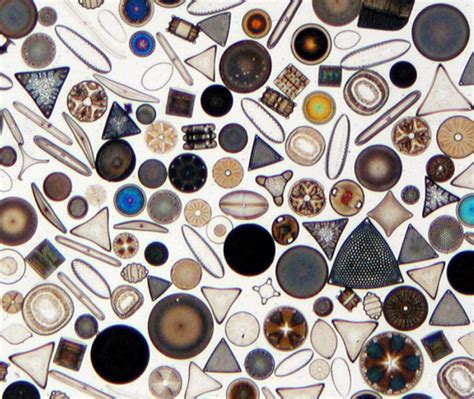 Neurotoxin-producing diatoms — Emily Benson